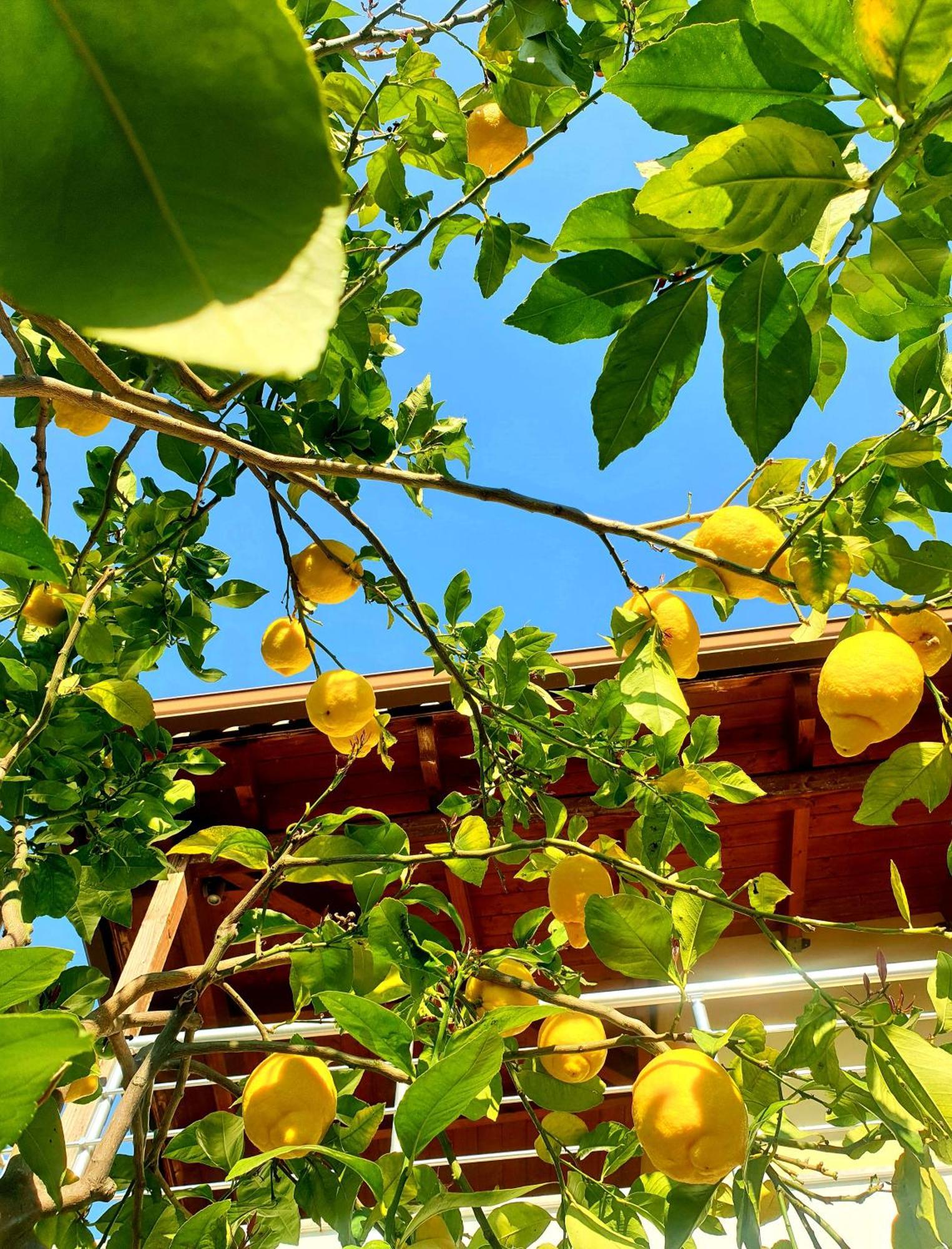 Philoxenia Guest House Himare Exteriör bild
